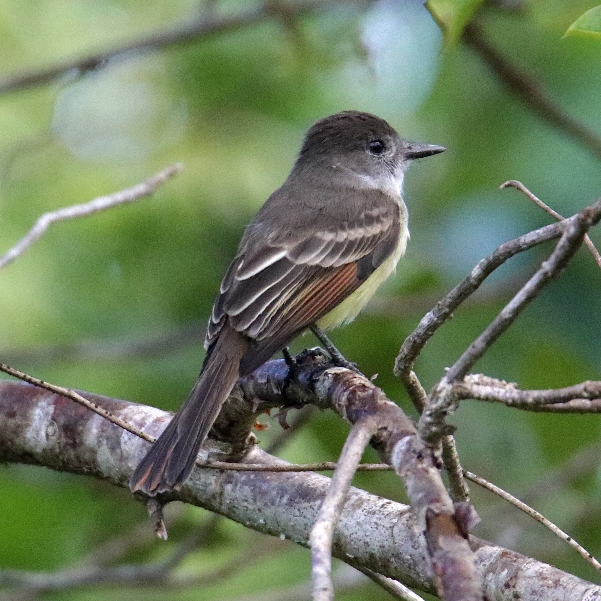 Stolid Flycatcher illustration