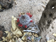 Mammillaria hutchisoniana hutchisoniana