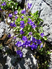 Campanula autraniana