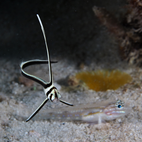 Jackknife-fish (Equetus lanceolatus) — Sciaenidae — 5