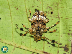Anisocerus scopifer