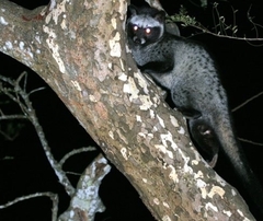 Paradoxurus musangus