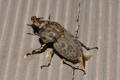 Ryssonotus nebulosus