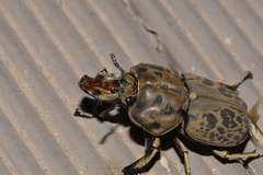 Ryssonotus nebulosus
