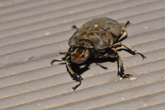 Ryssonotus nebulosus
