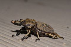 Ryssonotus nebulosus