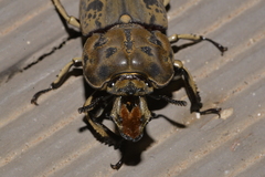 Ryssonotus nebulosus