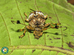Anisocerus scopifer
