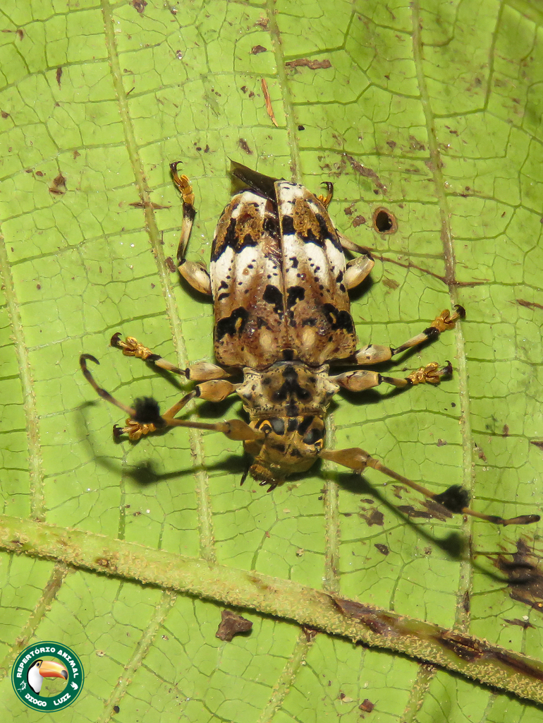 Anisocerus scopifer