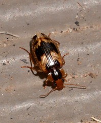 Sarothrocrepis elegans