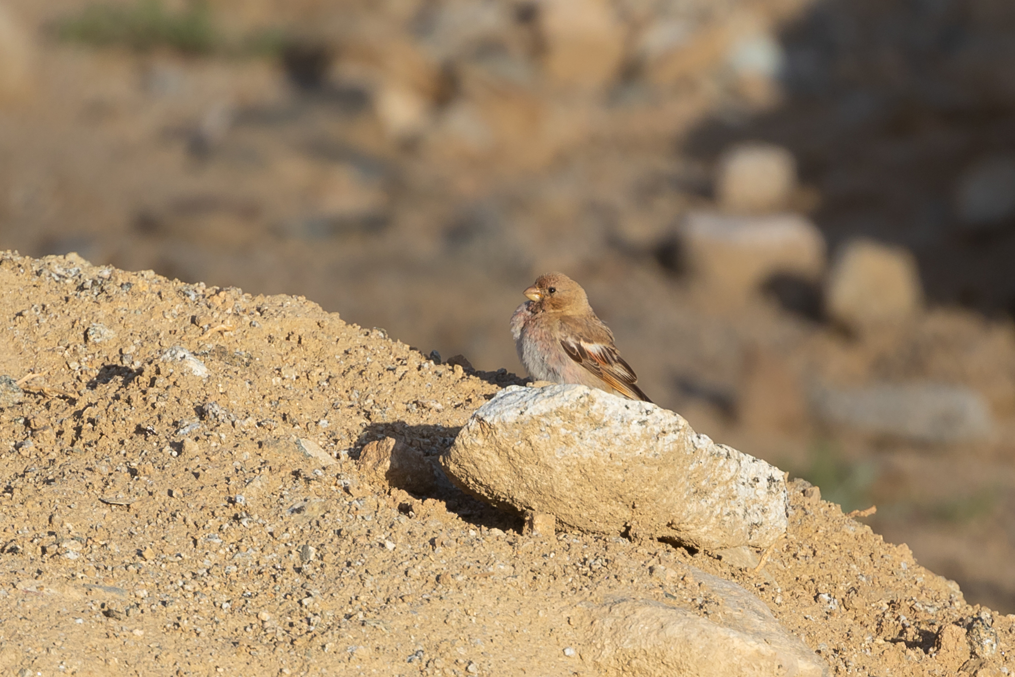 Mongolian Finch (Bucanetes mongolicus), photo 4