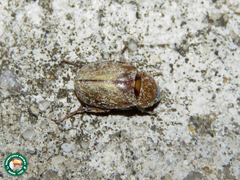 Augoderia nitidula
