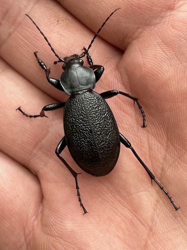 Leather Beetle