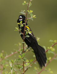 Euplectes albonotatus