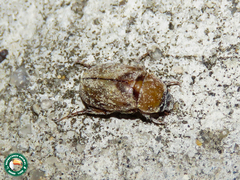 Augoderia nitidula