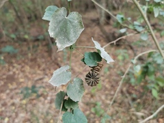 Abutilon indicum