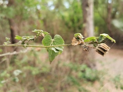 Abutilon indicum