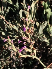 Limoniastrum monopetalum