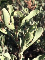 Limoniastrum monopetalum