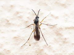 Greenomyia