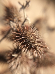 Xanthium echinatum