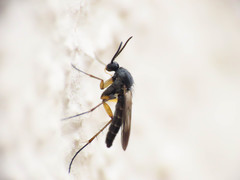 Greenomyia