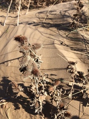 Xanthium echinatum