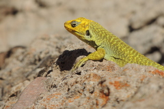 Liolaemus gununakuna