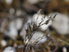 Mediterranean Sandwort (Sabulina mediterranea)