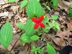 Crusea coccinea