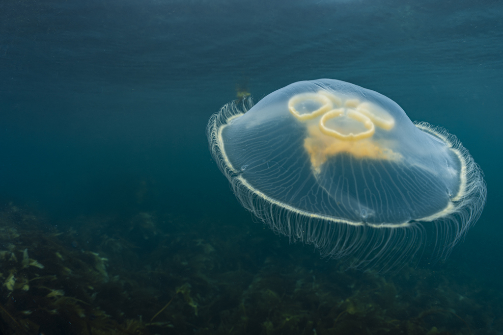 Aurelia hyalina