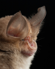 Mediterranean Horseshoe Bat photo 1