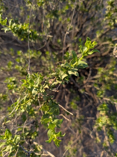 American Tarwort