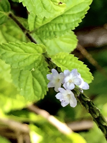 Stachytarpheta cayennensis