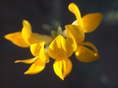 Lotus creticus