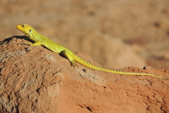 Liolaemus gununakuna