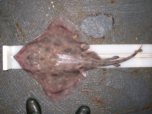 Spinetail ray (Bathyraja spinicauda) — Arhynchobatidae — 2