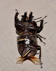 Ryssonotus nebulosus