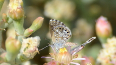 Brephidium metophis