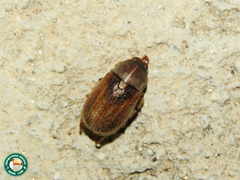 Ceraspis