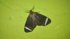 Hyalurga vinosa