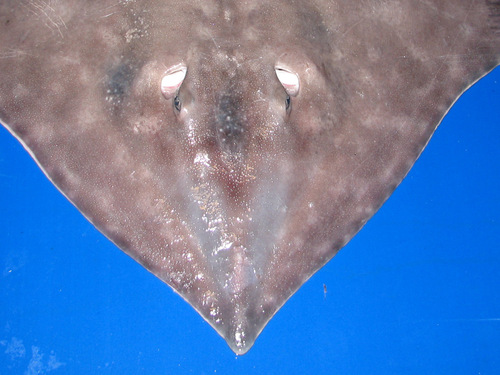 Spinetail ray (Bathyraja spinicauda) — Arhynchobatidae — 4