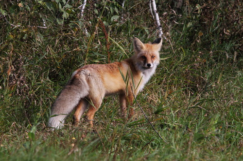 Red Fox