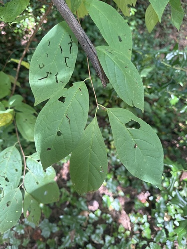 Carolina Silverbell (Halesia carolina)