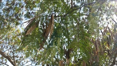 Albizia julibrissin julibrissin