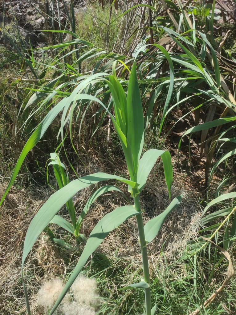 Mexican Reeds giant reed from Tona, 22124 Tijuana, B.C., México on September 5, 2025 ...