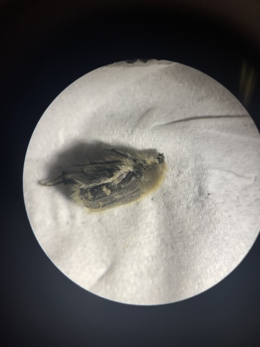 Zottiger Rosenkäfer