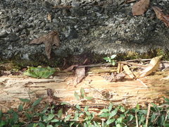 Sinomicrurus sauteri