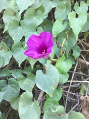 Ipomoea lozanii