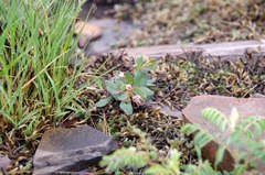 Brachystelma barberae